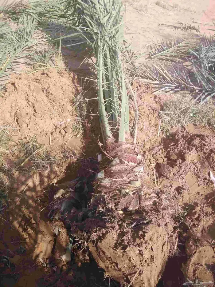 نخل مثمر للبيع اخلاص صقعي هلالي سكري نخيل برحي شيشي روثانه 4