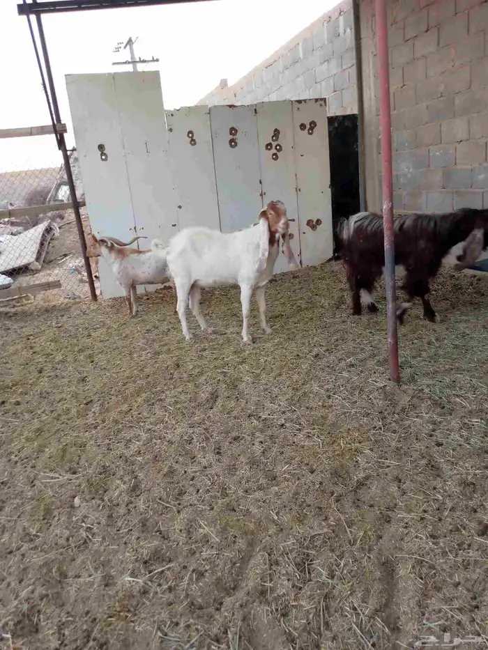 للبيع ثلاثه تيوس 0