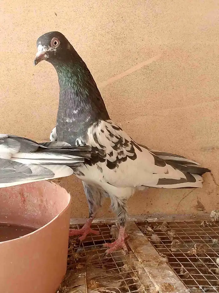 زوج بكستاني على سوم 0