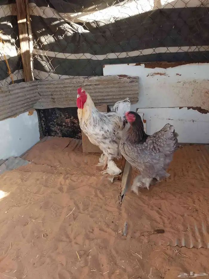 دجاج براهما 0