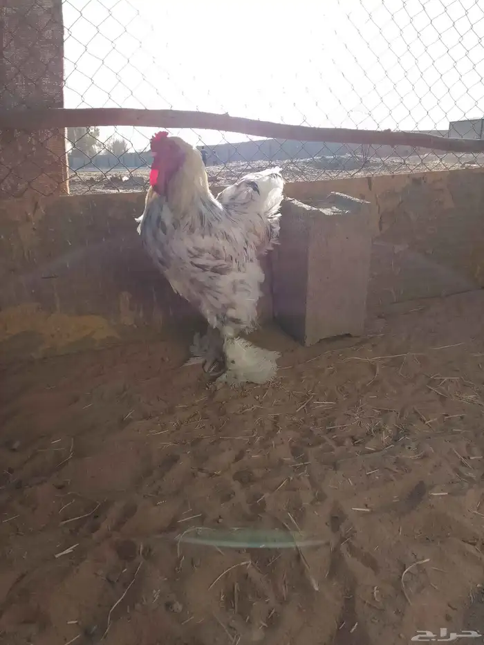 دجاج براهما 1