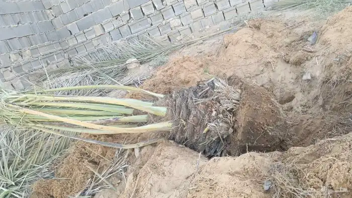 نخل للبيع من القصيم ع الطلب الكميات متوفرة ع الطلب 4