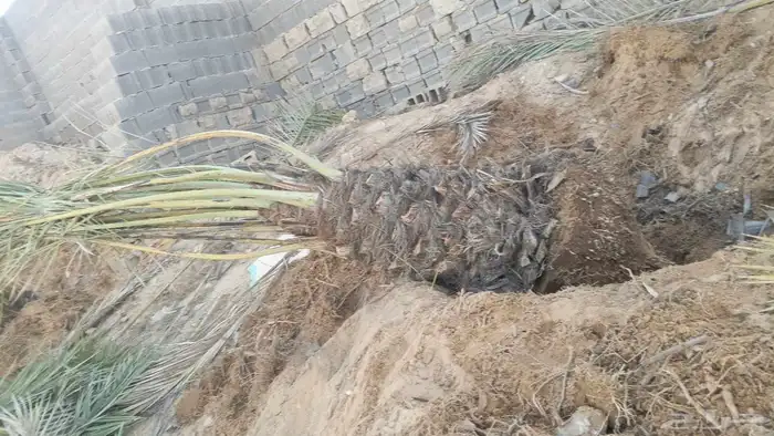 نخل للبيع من القصيم ع الطلب الكميات متوفرة ع الطلب 6