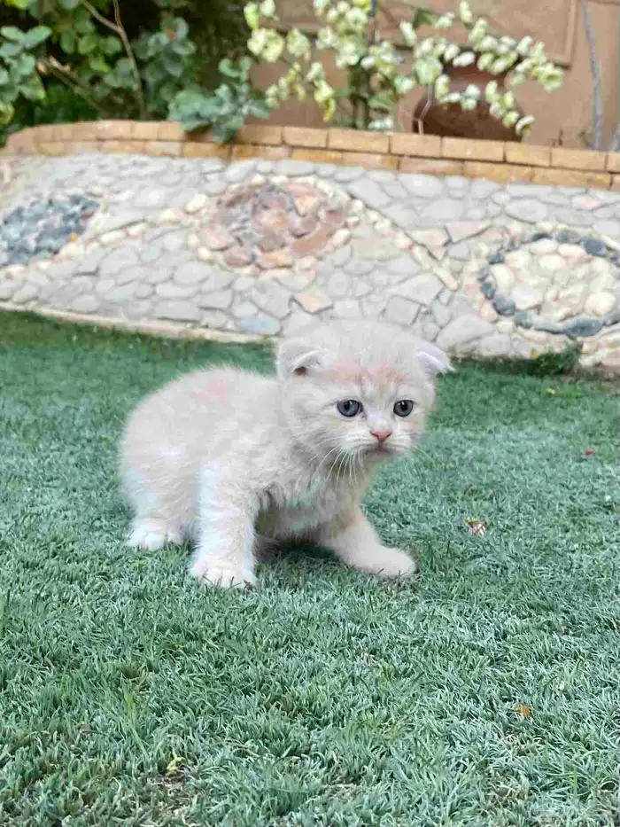 سكوتش فولد مطعمين الوان مميزة للبيع ولايوجد تبني 29