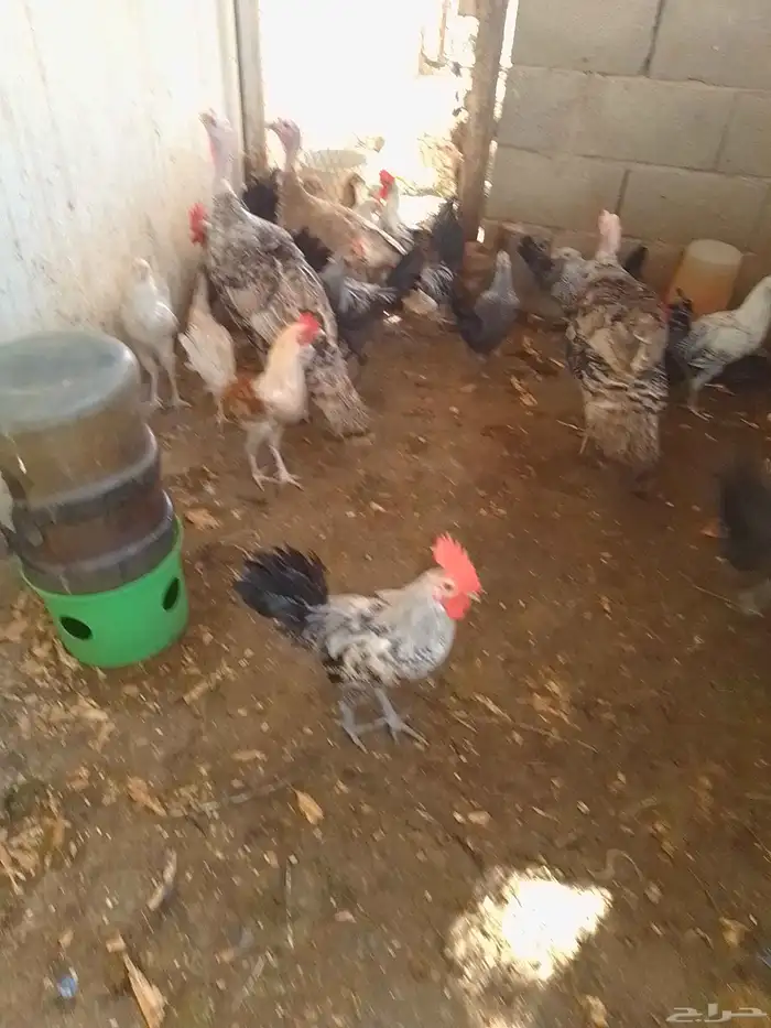 20 ديك بلدي للبيع 2