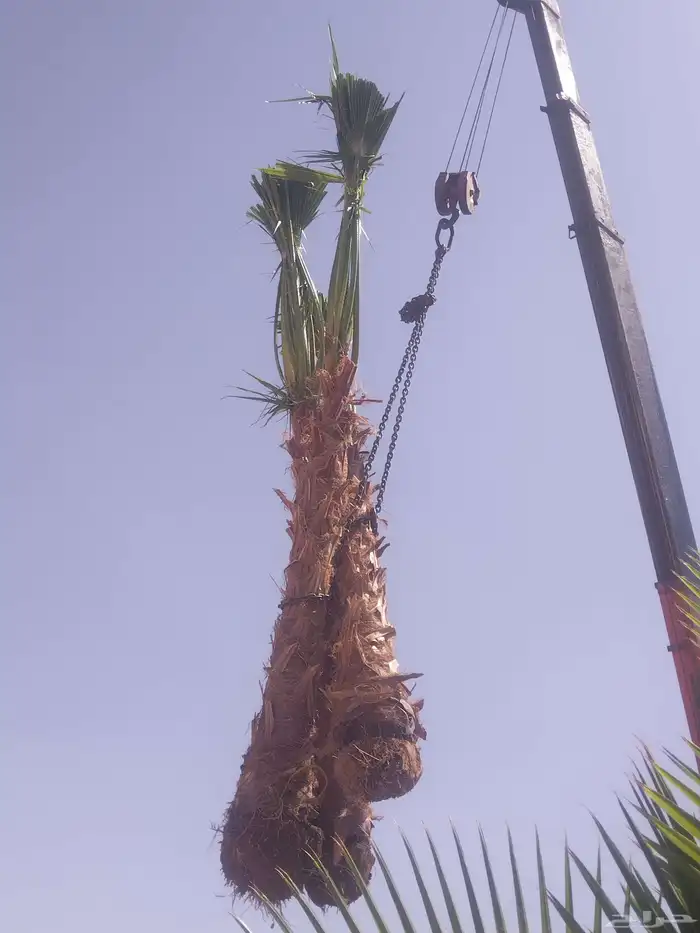 أشجار زيتون ونخل مثمرللبيع 5