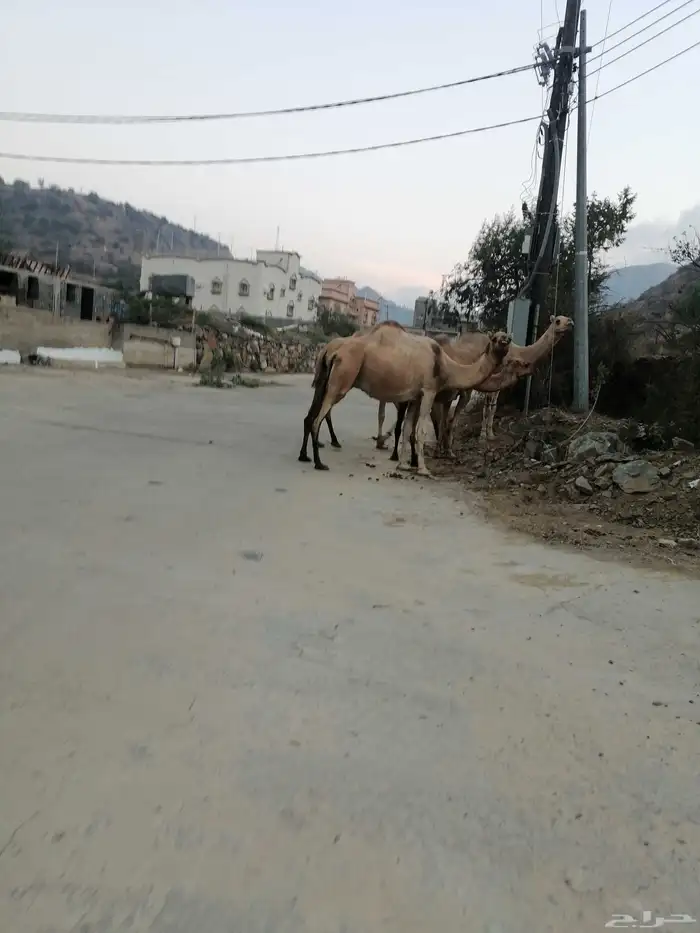 أبل مداني 0