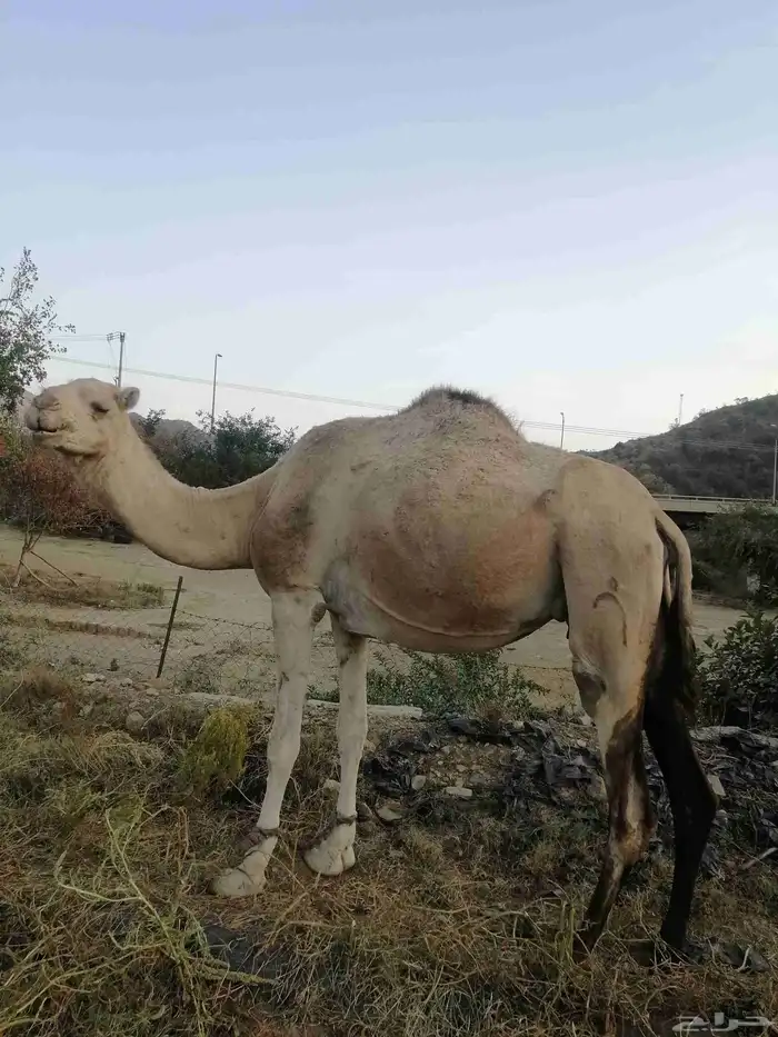 أبل مداني 1