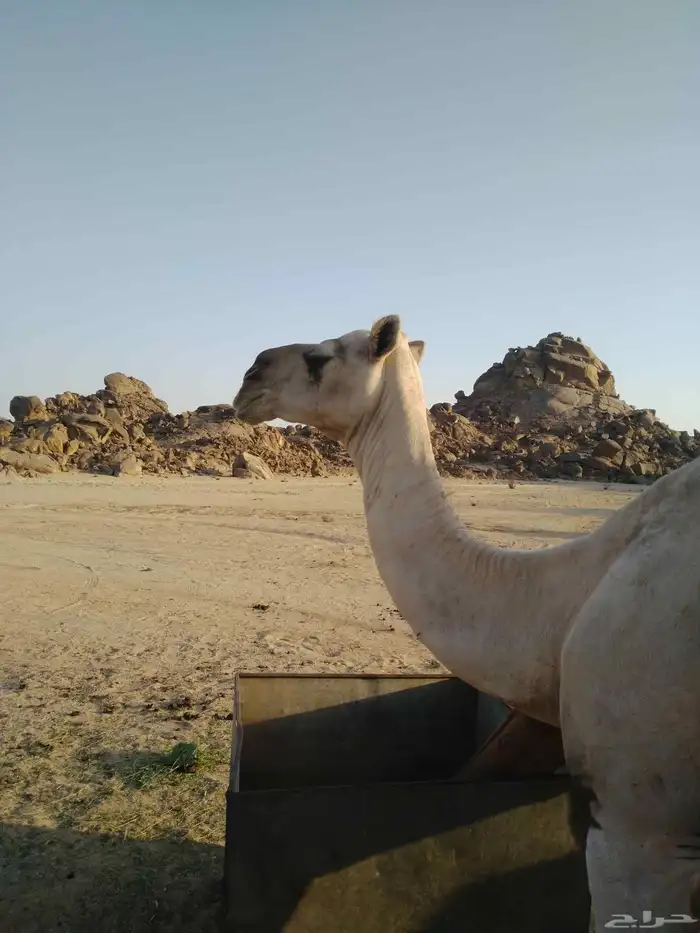 سلام عليكم ورحمة الله وبركاته 3
