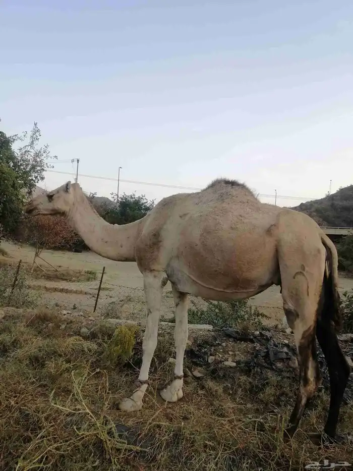 أبل مداني 2