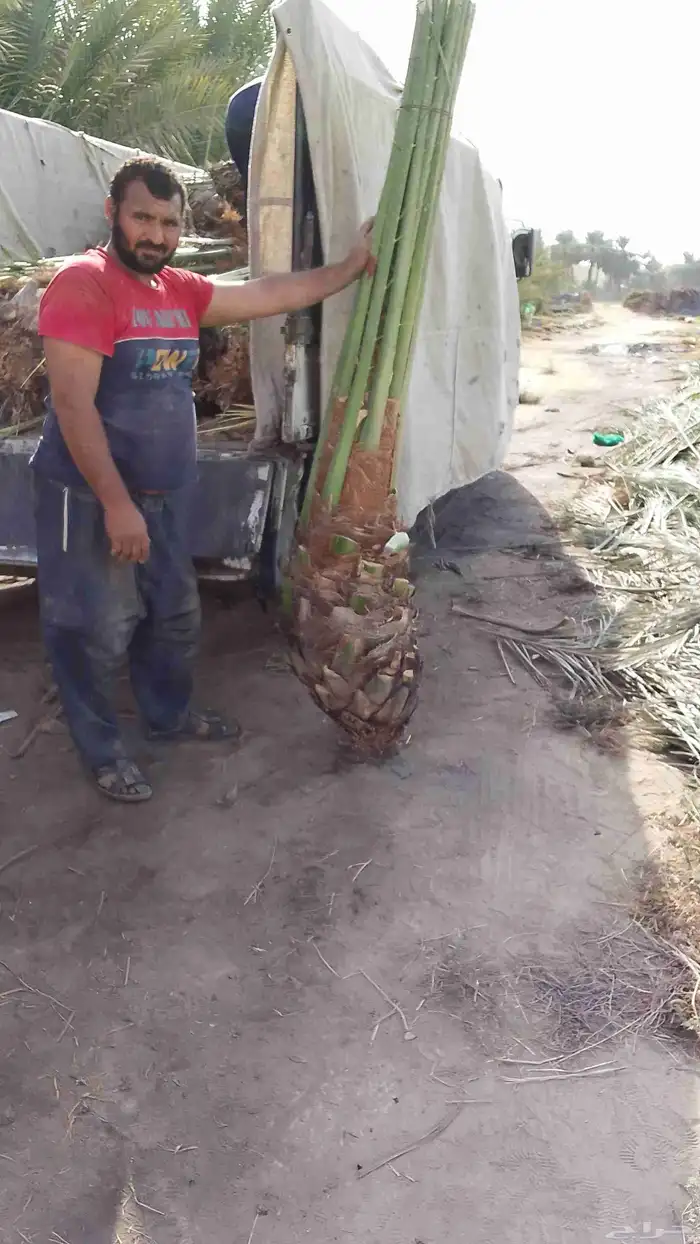 نخل مثمرة اخلاص برحي سكري صقعي مجدول برحي هلالي شيشي عجوه 6