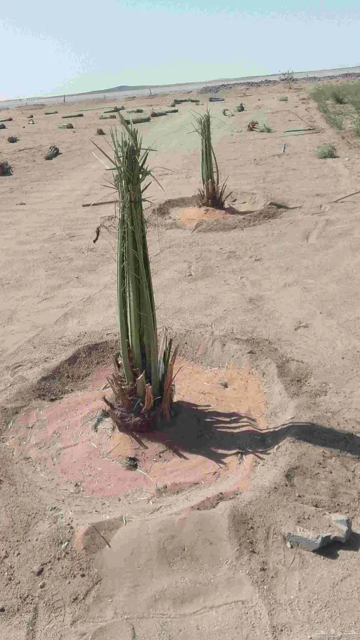 جميع انواع النخيل المثمر 1