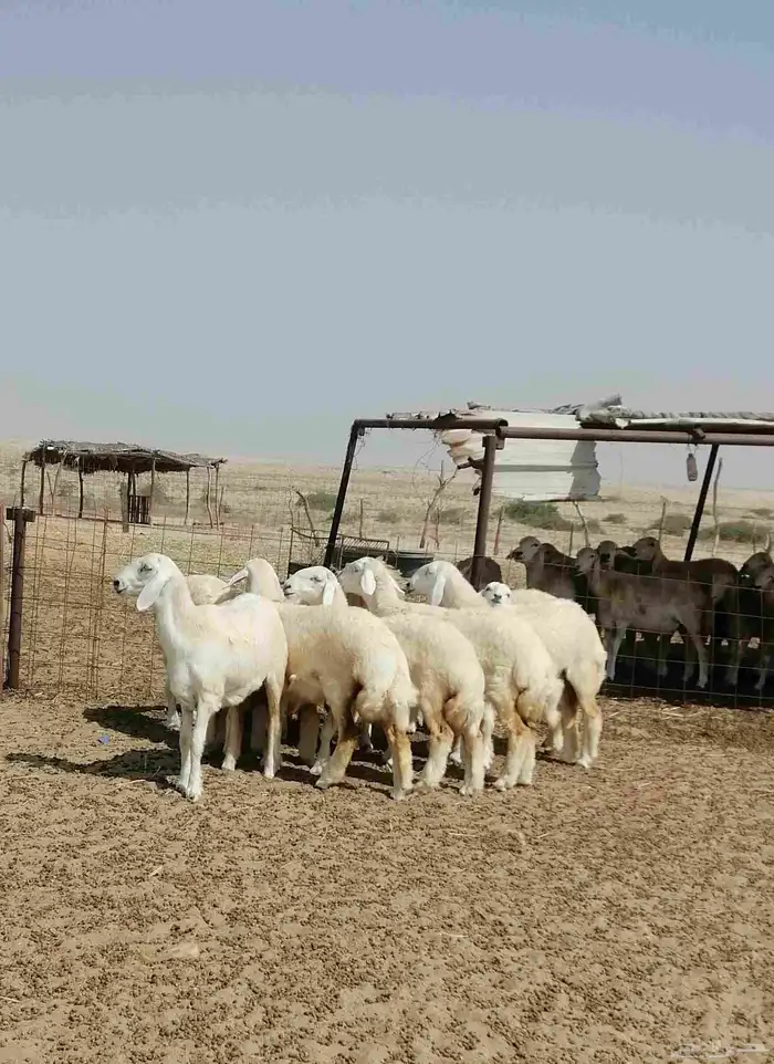 رخال حريه 1