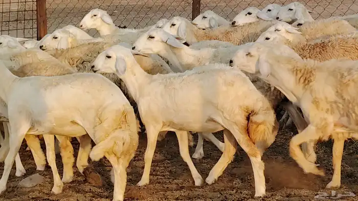 رخال مقاني طييه بالحيل 42 رأس للبيع 24