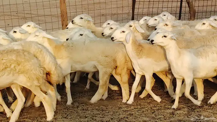 رخال مقاني طييه بالحيل 42 رأس للبيع 28