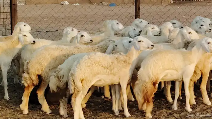 رخال مقاني طييه بالحيل 42 رأس للبيع 11