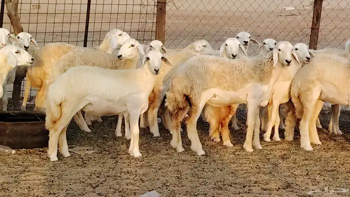 رخال مقاني طييه بالحيل 42 رأس للبيع 0