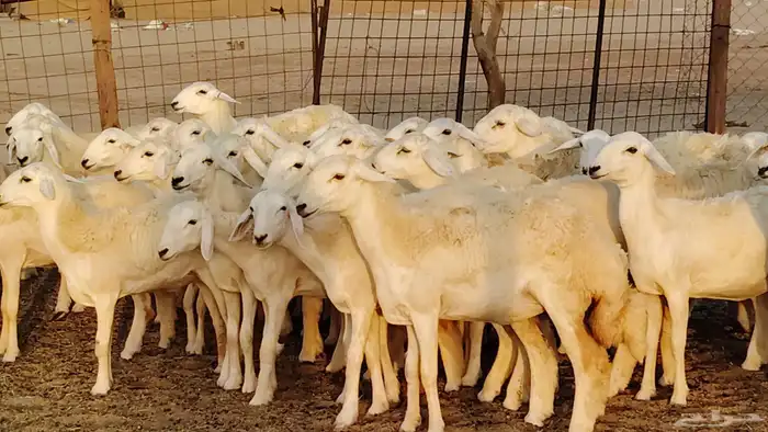 رخال مقاني طييه بالحيل 42 رأس للبيع 15