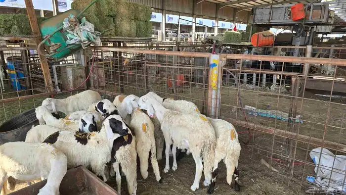طليان سواكني على 990 شامل السلخ و التوصيل 2