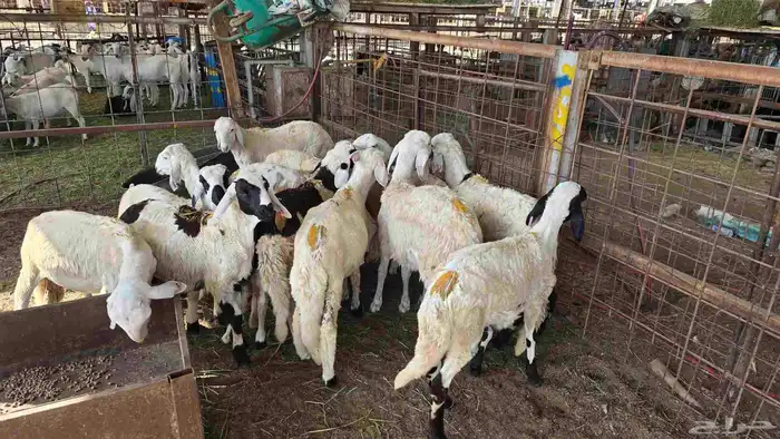 طليان سواكني على 990 شامل السلخ و التوصيل 0