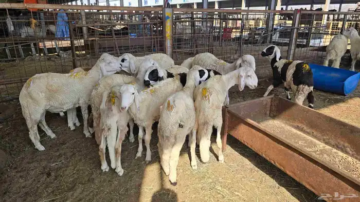 طليان سواكني على 990 شامل السلخ و التوصيل 5