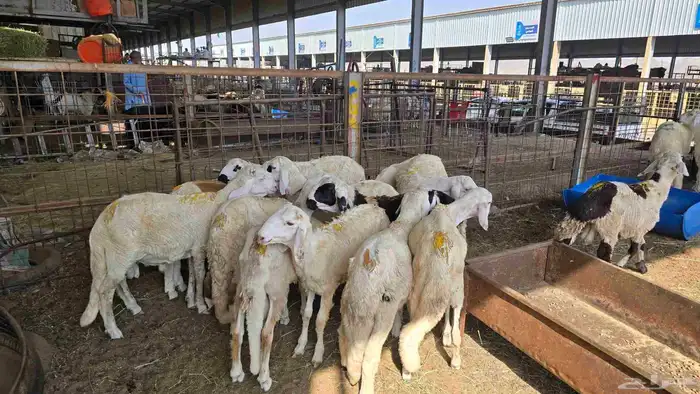 طليان سواكني على 990 شامل السلخ و التوصيل 4