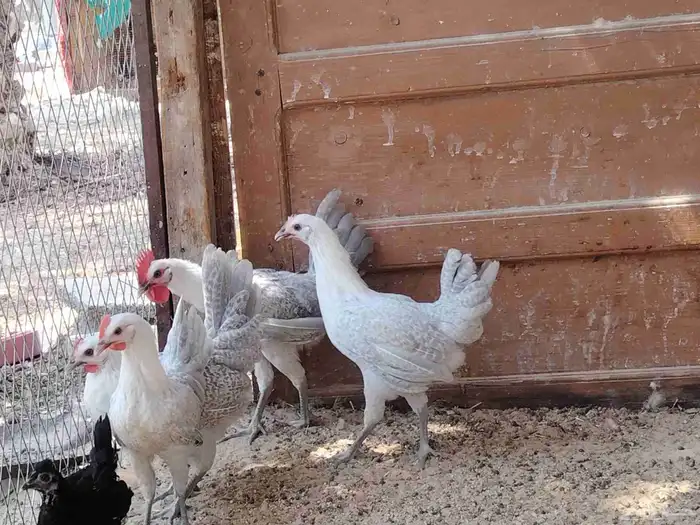 للبيع دجاج فيومي 2