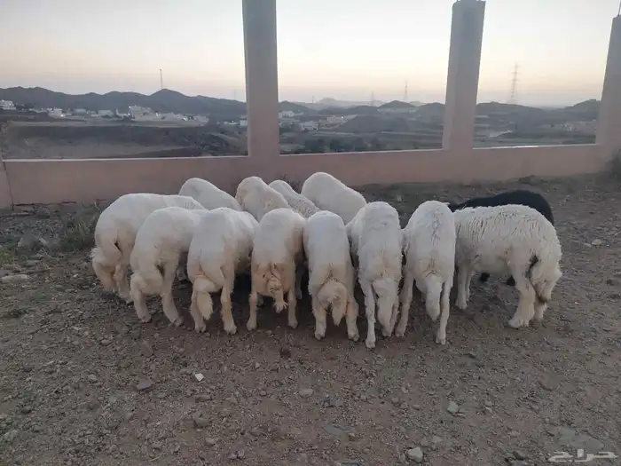 خرفان بلديه للبيع العدد 15 1
