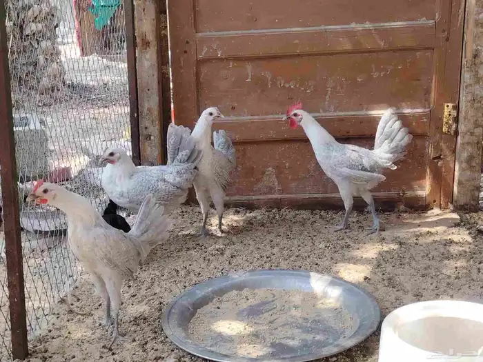 للبيع دجاج فيومي 1
