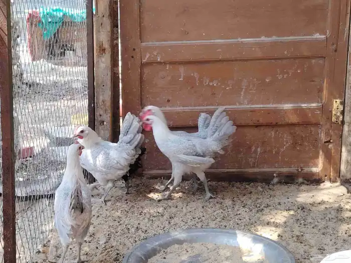 للبيع دجاج فيومي 3