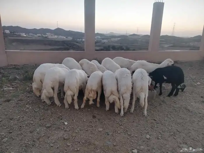 خرفان بلديه للبيع العدد 15 2