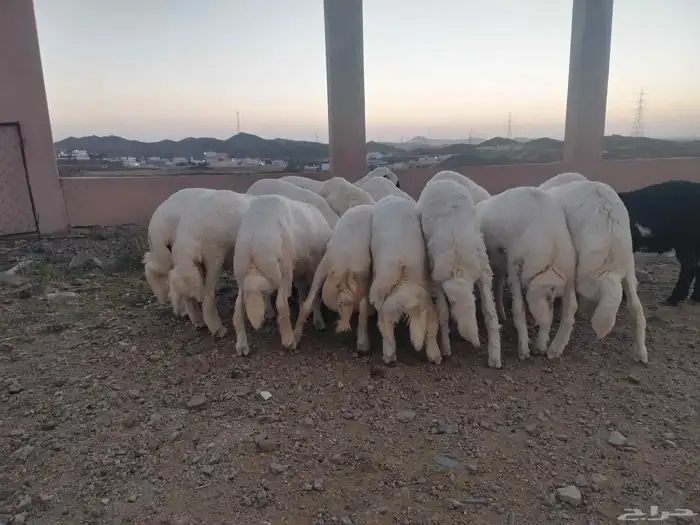 خرفان بلديه للبيع العدد 15 0