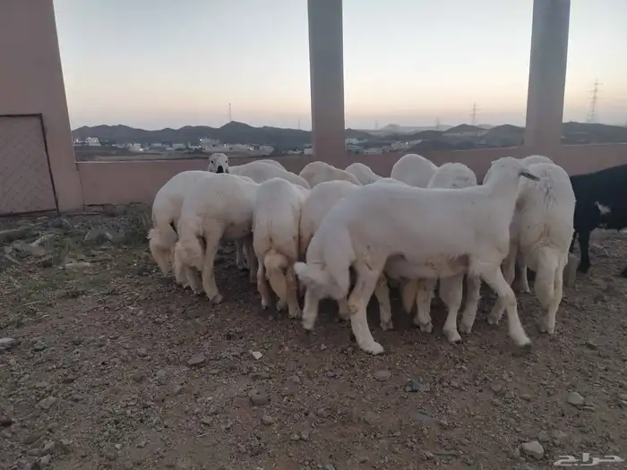 خرفان بلديه للبيع العدد 15 4
