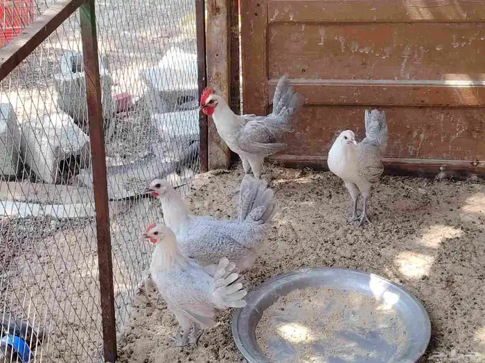 للبيع دجاج فيومي 0