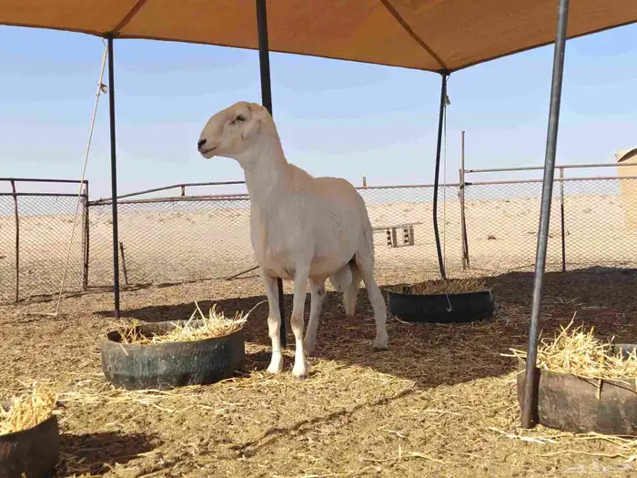 فحل صنف الصنف ظغط عالي مشروط 4