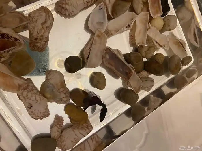 سمكة فايتر للبيع مع أغراضها 8