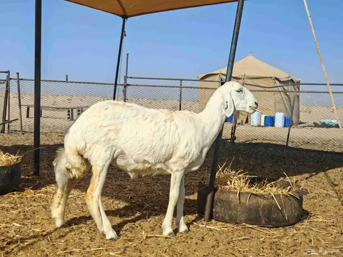 رخل صنف فاخر 1