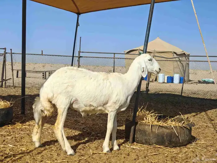 رخل صنف فاخر 0