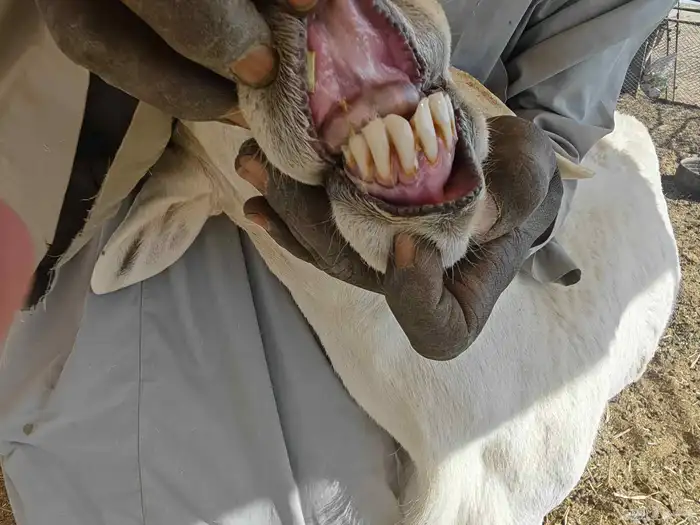 فحل صنف الصنف ظغط عالي مشروط 5