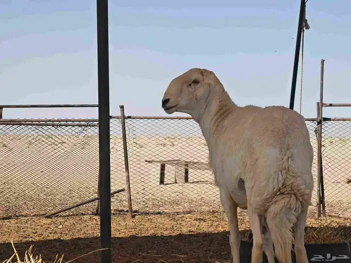 فحل صنف الصنف ظغط عالي مشروط 0