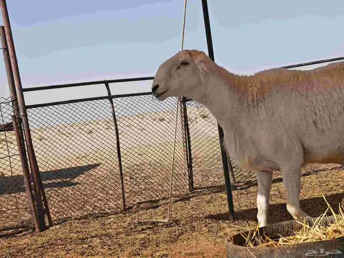 فحل صنف الصنف ظغط عالي مشروط 1