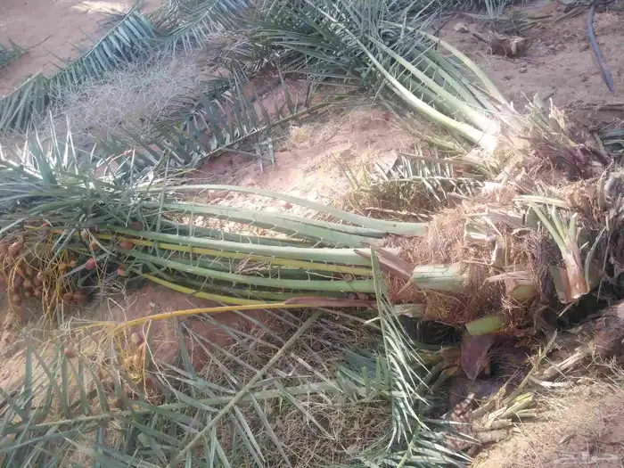 نخل مثمر للبيع اخلاص صقعي هلالي سكري نخيل برحي شيشي روثانه 5