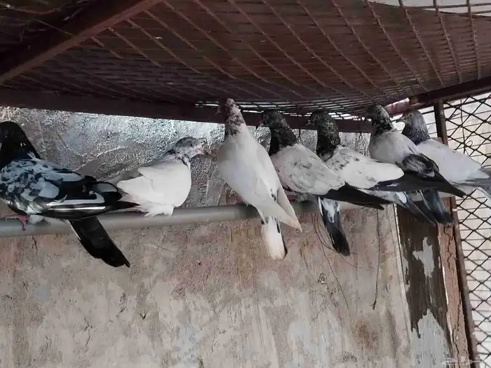 حمام باكستاني 0
