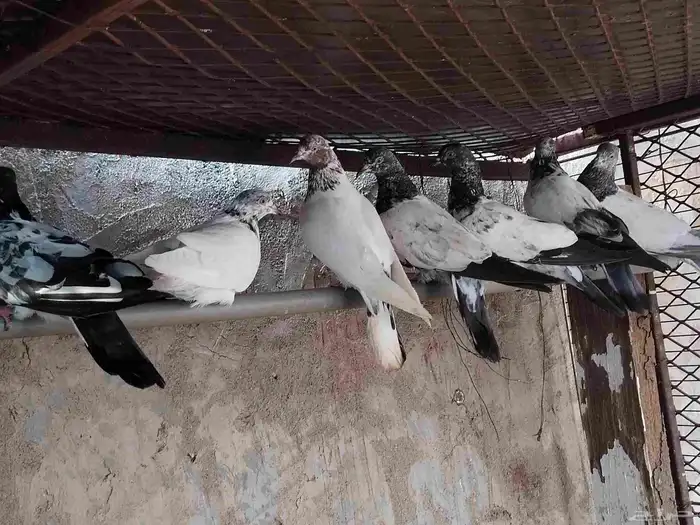 حمام باكستاني 3
