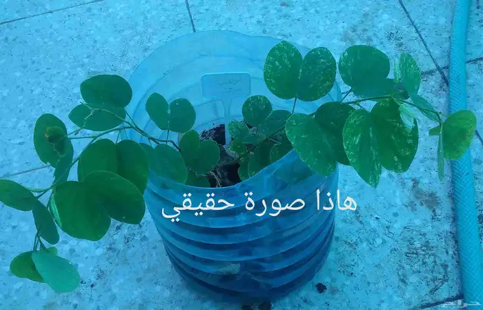 شتلات بوهينيا اخومميناتا bauhinia acuminataمبرقش نادر 9