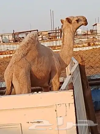 حوار فحل 1