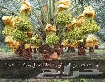 تنسيق الحدايق وزراعة النخيل 1