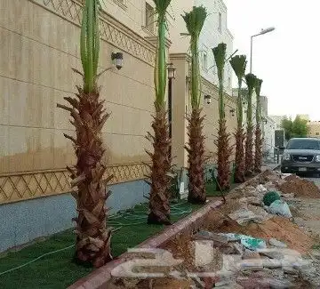 تنسيق الحدايق وزراعة النخيل 5