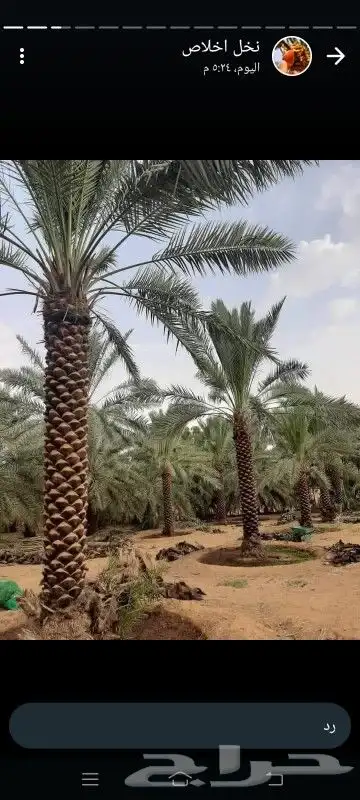 تنسيق الحدايق وزراعة النخيل 7
