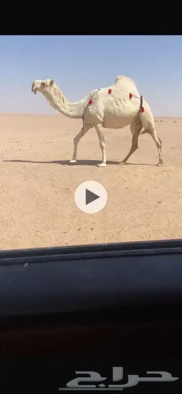 لقحه وضحا رمانيه 0